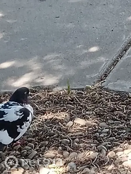 Found bird, Anita Street, 3131, Stockton - photo