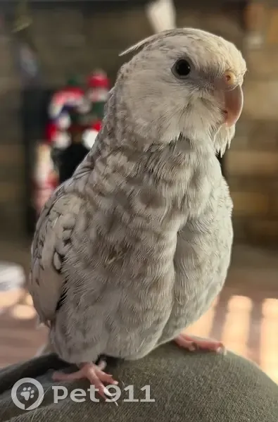 Lost bird, Hays Road, 204, Upper St. Clair, Pittsburgh - friendly but scared - photo