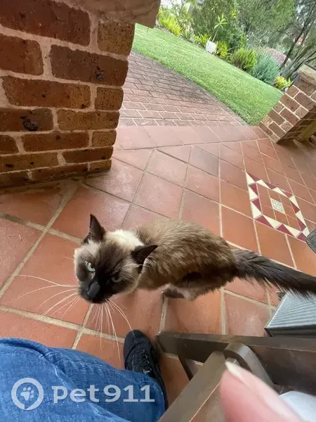 Found cat, Darlington Drive, 13, Hornsby, Ku-ring-gai Council — Siamese, underweight - photo