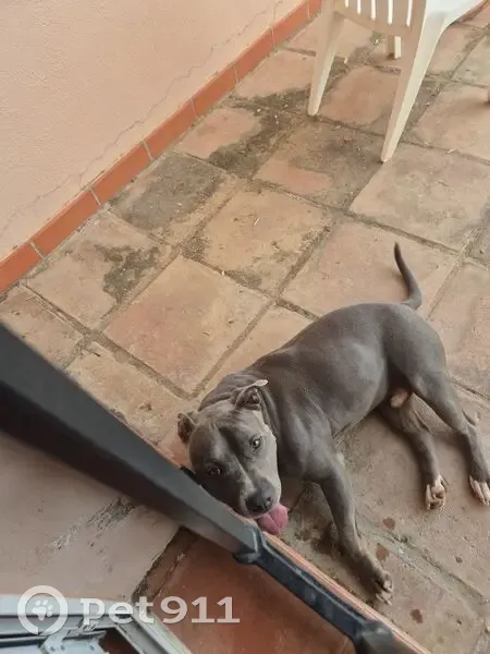 Encontrado perro macho, Arrabal Sector 68, 24, Mijas, Fuengirola — tipo pitbull, gris marrón - photo