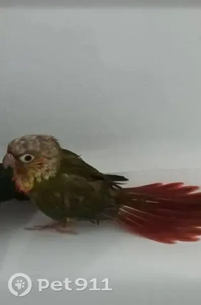 Lost bird, Neale Road, 27, City of Moreton Bay, Burpengary - female, very small - photo