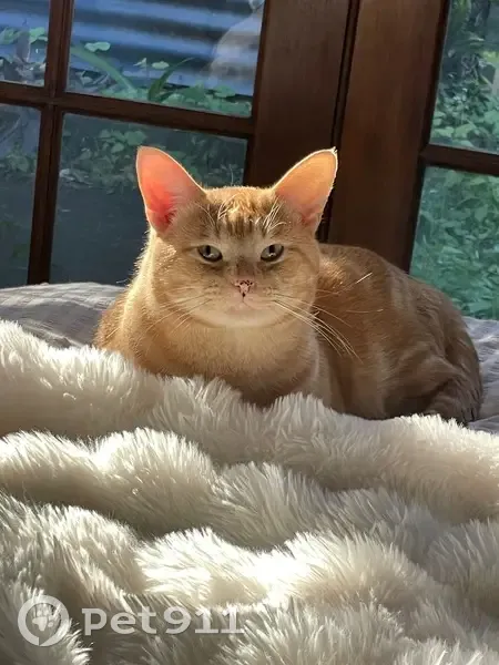 Lost cat, Smith Road, 35, Logan, Park Ridge — male, orange with multiple dots around the nose - photo