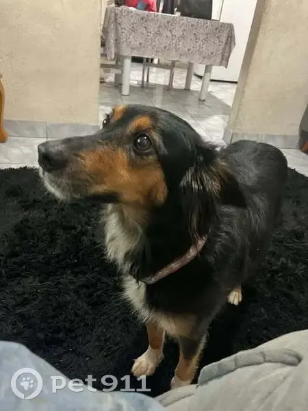 Encontrado cachorro fêmea na Rua Roberto Baldin, 5060, dócil e com coleira - photo