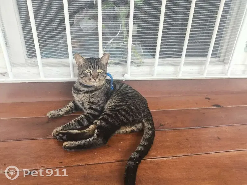 Perdido gato macho, Rua Doutor Nogueira de Noronha, 784 - pelagem curta e rajada - photo