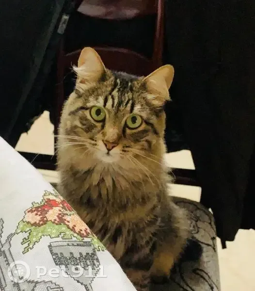 Perdido gato fêmea, Rua Cáucaso, 96, Santo André — rajada marrom e preto - photo