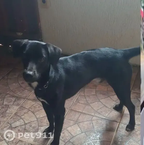 Perdido cachorro macho, Expansão do St. O QNO 16 Conj. 42 - Ceilândia, Brasília - DF, 72260-600, Brasil - preto e dócil - photo