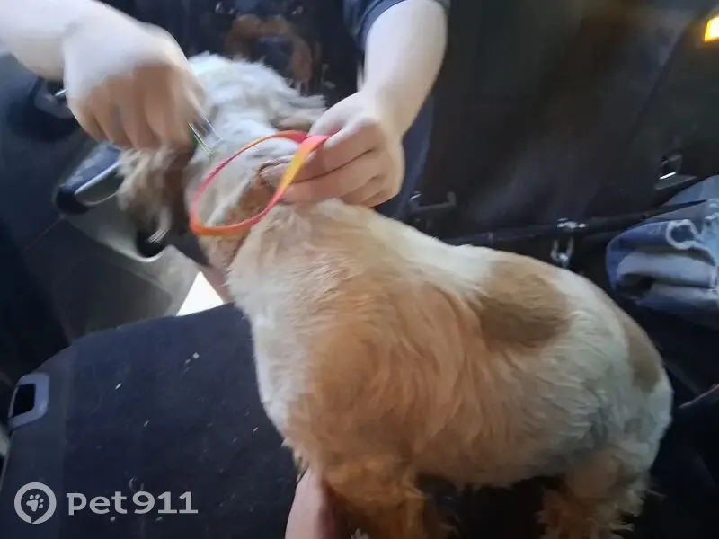 Found dog, 32 Road, 265, Grand Junction - small brown and white Shih Tzu type, with collar - photo