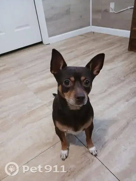 Lost dog, Harold Drive, 162, Decatur - male - photo