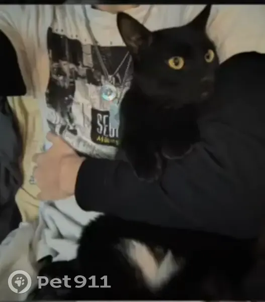 Lost cat, Muriel Lane, Milford - male, jet black coat with white on lower stomach - photo