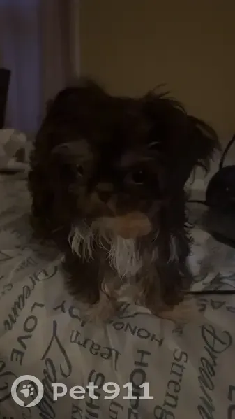 Lost dog, South Paulina Street, Chicago - female, small Shih Tzu puppy - photo