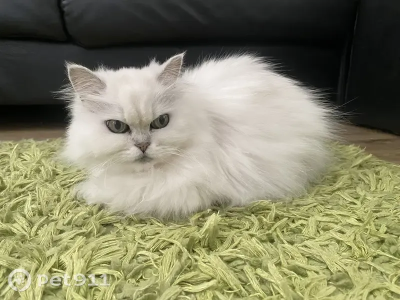 Lost cat, University Drive, 310, Cape Town - female, 16 years old - photo
