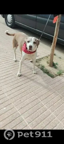 Perdido perro hembra, Carrer Sitjar, 24, Lleida - tiene un bulto entre los dedos - photo