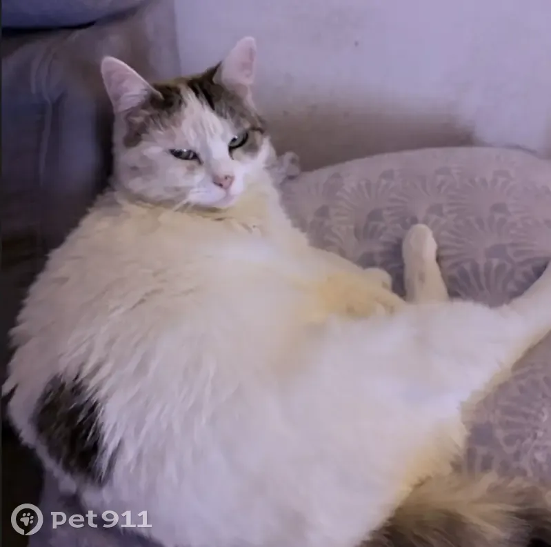 Chat perdu femelle, Rue d'Aulendorf, 14, Beauvais - blanche avec des tâches rousses et noires, yeux verts - photo