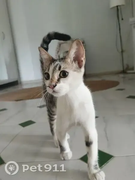 Encontrado gato macho, Calle Crucero Baleares, 22, Camas - tiene entre 2 y 3 meses - photo