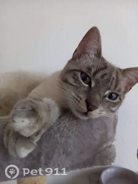 Chat perdu mâle, Bordes, Pau - gris, yeux bleus - photo