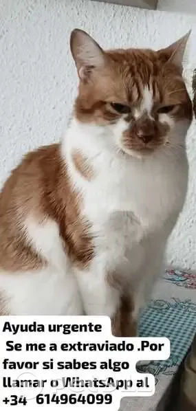 Perdido gato masculino, Calle de la Vía, 15, Zaragoza, Delicias - amarillo y blanco, muy bueno y temeroso - photo