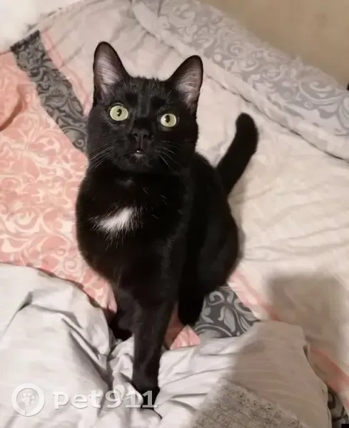 Chat perdu mâle, Route de Cuisery, 396, Cuisery - noir, col blanc - photo