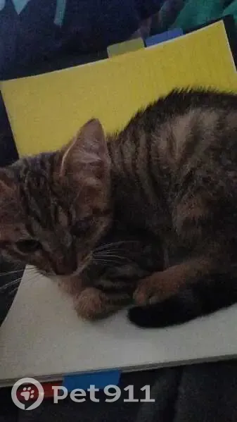 Perdido gato macho, Calle Ciprés, Benito Juárez, Ciudad Benito Juarez - le falta un ojo - photo