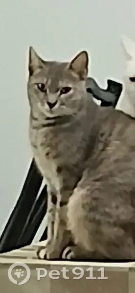 Perdido gato hembra, Calle Crespo, 70, La Línea de la Concepción - cola doblada - photo