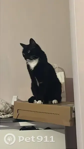 Perdido gato hembra, Rúa Ángel del Castillo López, Arteixo - barbilla, pecho y patitas blancas - photo
