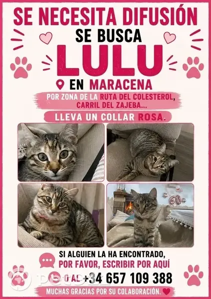 Perdido gato hembra, Lugar Zarate, 4, Maracena, Granada - gata gris con ojos verdes y collar rosa - photo