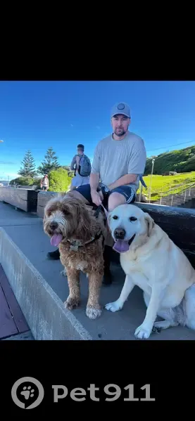 Lost dog, Merewether, New South Wales, Sydney - female golden Labrador - photo