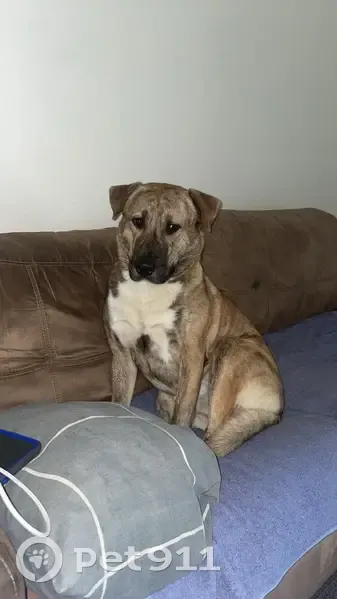 Lost dog, River Heads Road, 686, River Heads, Fraser Coast - male, blue collar - photo
