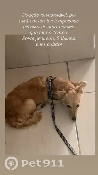 Encontrado cachorro fêmea dócil, Rua Piaçaveira, 12 - photo