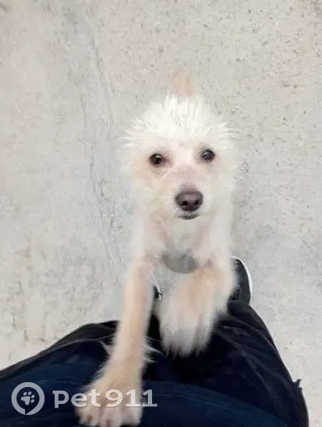 Perro perdido, Calle Morett, Ramos Arizpe - macho, blanco, pelito largo - photo