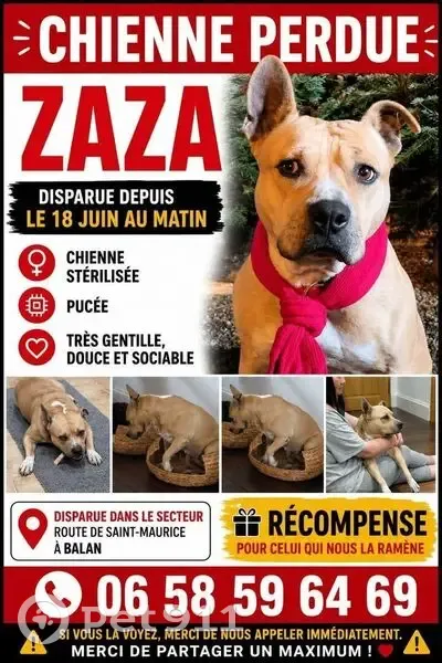 Chien perdu, Allée des Fortifications, 58, Paris - mâle - photo