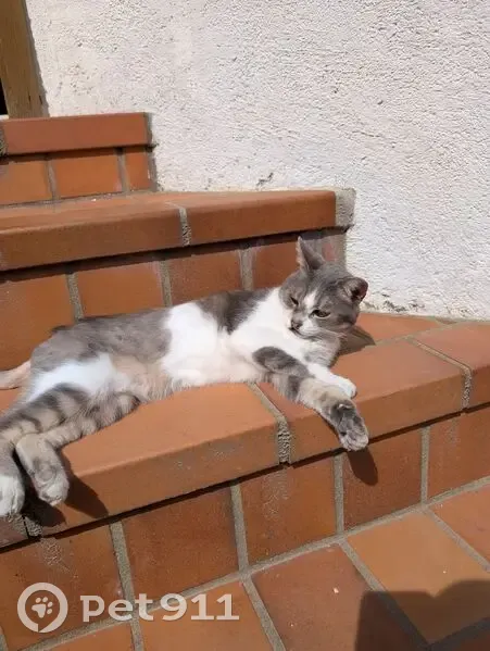 Chat perdu, femelle, Rue Bodié Pouard, Troyes - tigrée grise - photo