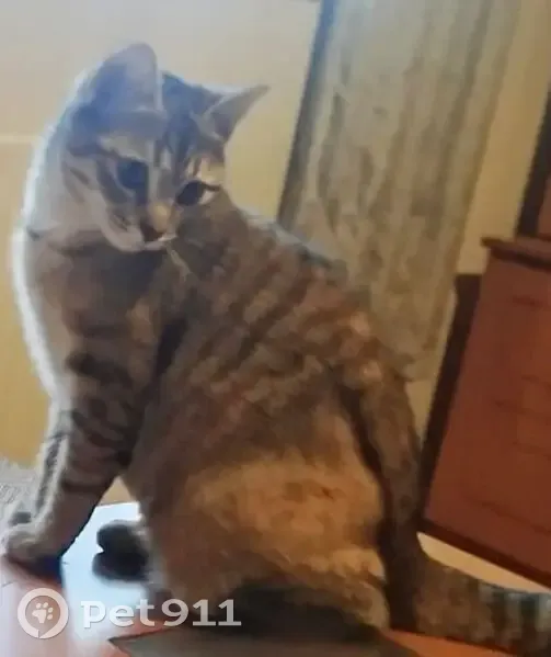 Perdido gato hembra, Calle Remigio Andino Baranda, Villarcayo, Castro-Urdiales - atigrado, media cola, 1 año - photo