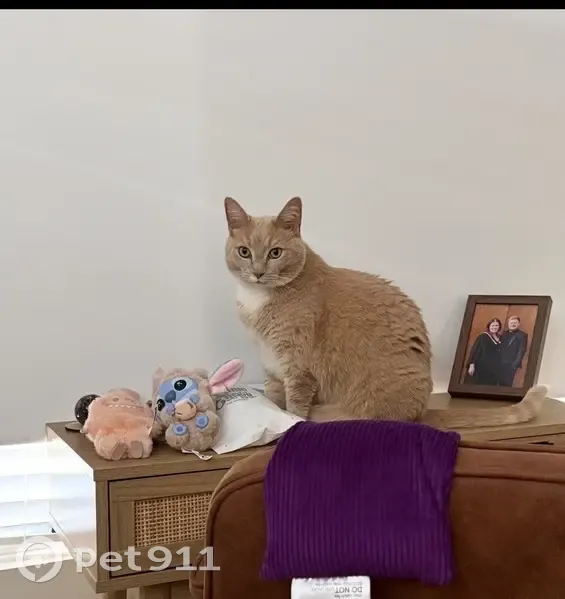 Lost cat, Smiths Lane, Casey City, Melbourne - female short hair, light ginger with white paws and chest - photo