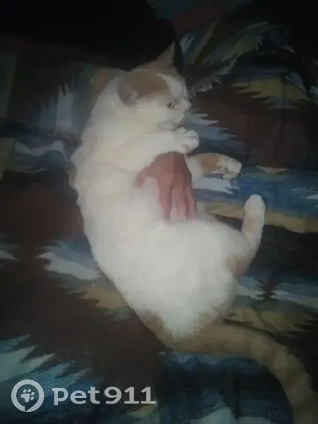 Chat perdu femelle, Rue le Gobien, 8, Saint-Malo - blanche tachée marron clair - photo