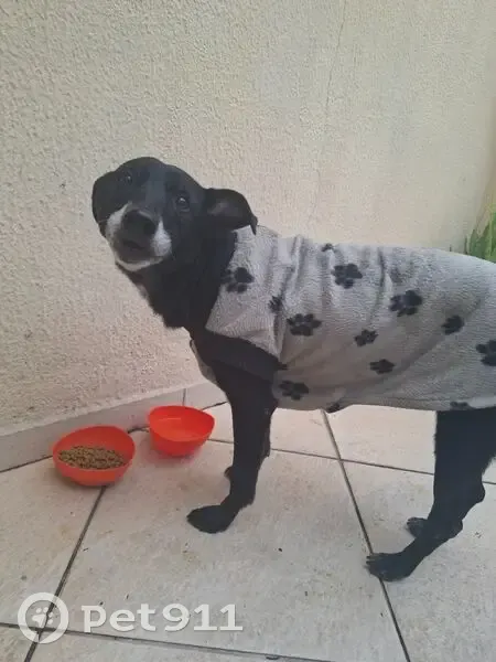 Encontrado cachorro fêmea, Rua Deodato Saraiva da Silva, 110 - estava com roupinha da foto - photo