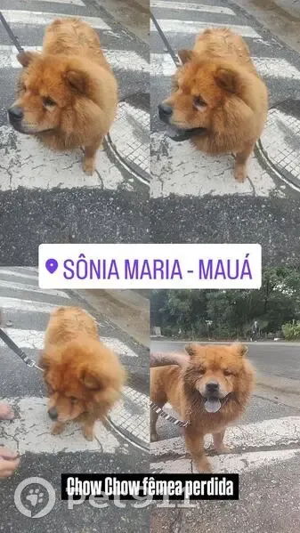 Encontrado cachorro fêmea, Rua Ataúlfo Alves, São Paulo - photo