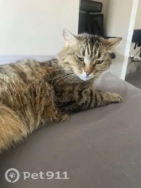 Perdido gato macho, Carrer de Cavanilles, 9, València, Valencia — macho castrado y muy asustadizo - photo