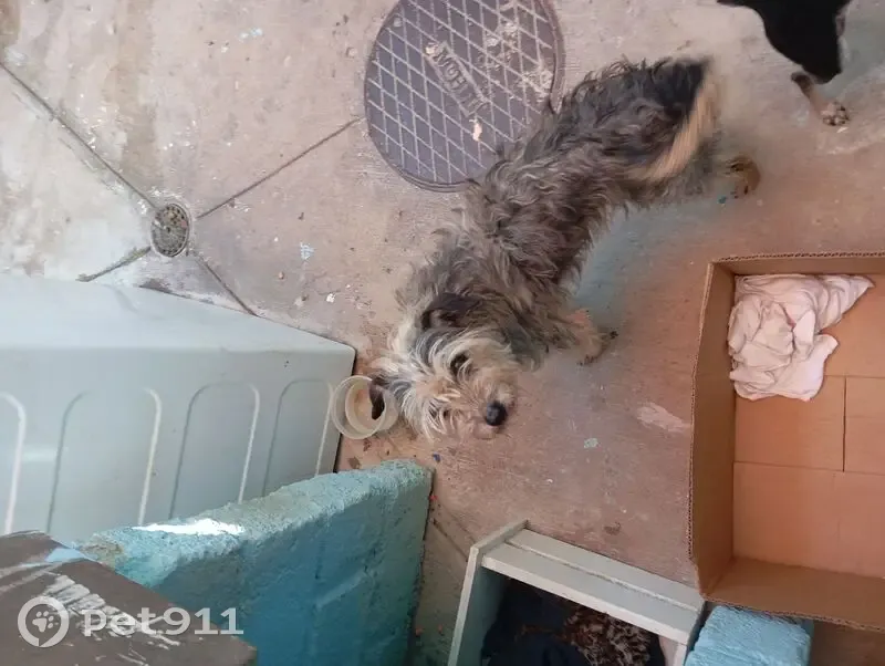 Perdido perro hembra, Calle Bahías de Huatulco, Tlaquepaque - viejita y medrosa - photo