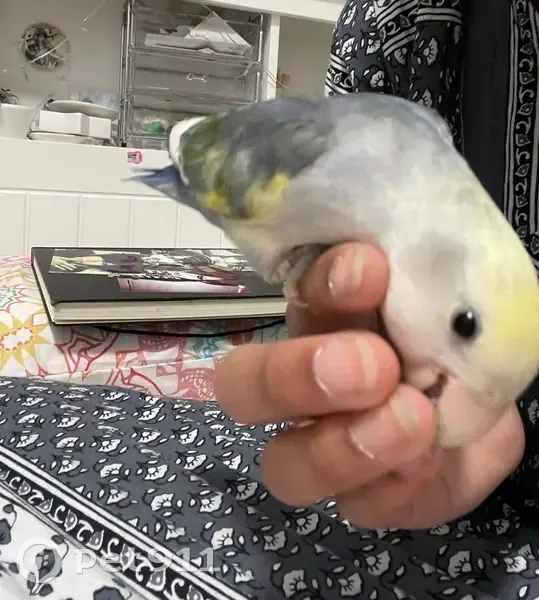 Lost bird, Chiswick Road, Canterbury-Bankstown Council, Inner West — male, mostly white head - photo