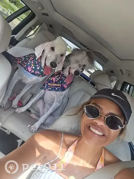 Lost dog, Hamilton Pool Road, Austin - male, all cream doodle, blue bowtie collar - photo