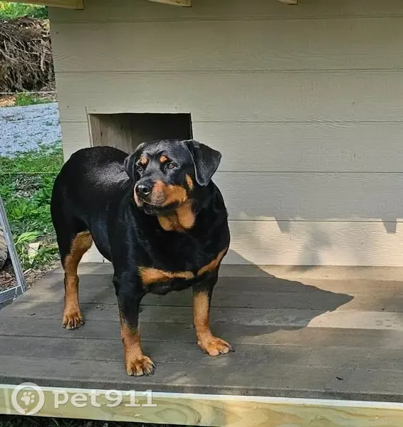 Lost dog, Indiana 60, 5164, New Pekin - senior female rottweiler - photo