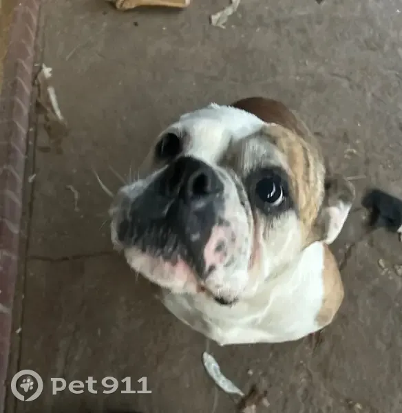 Lost dog, East 77th Street, 506, Lubbock - female English bulldog, brown and white with tiger stripes - photo