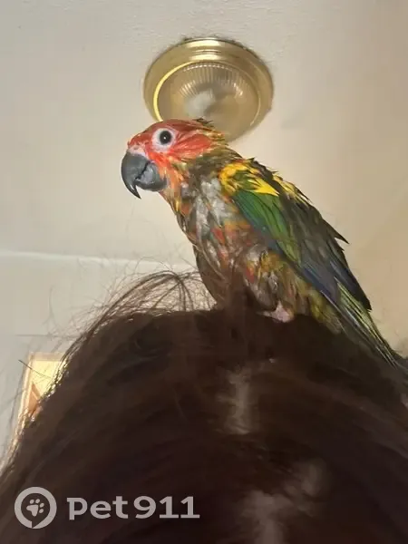 Lost bird, Elizabeth, New Jersey - male with a gold foot bracelet - photo