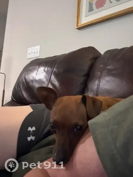 Lost dog, Town Center Boulevard, 7482, Rosenberg - female, dragging a leash - photo