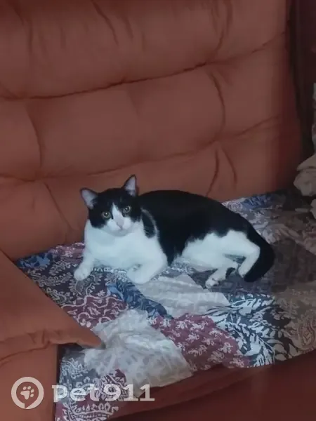 Perdido gato macho, Rua Eurdici Mota Santa Rosa, Aracaju - preto e branco, dócil - photo