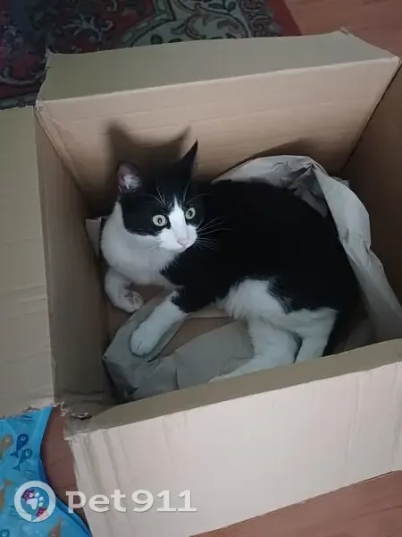 Lost cat, Langworthy Road, 259, Salford - very timid, wearing a grey collar - photo