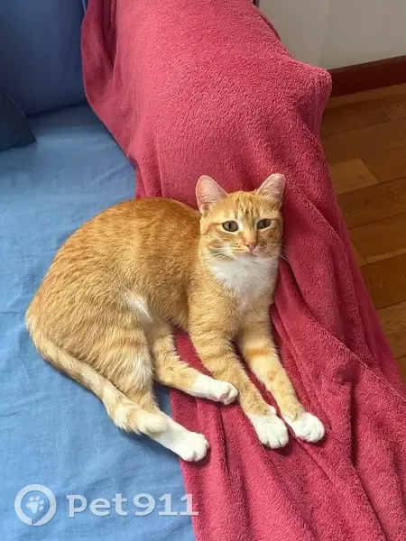 Perdido gato hembra, Camino Palma Romero, Santa Brígida, Telde - gata pelirroja pequeña - photo