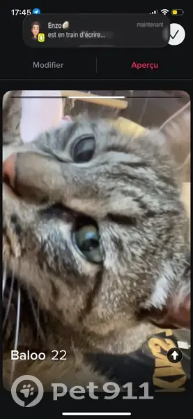 Chat perdu mâle, Avenue de Pessicart, 77, Nice - yeux verts, tigré, cicatrice sur une patoune - photo