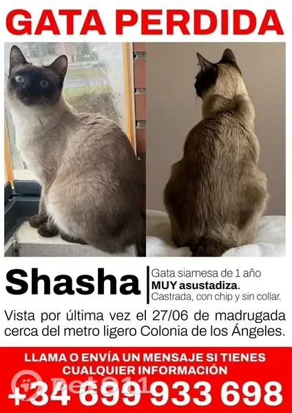 Perdido gato hembra, Calle Picasso, 9, Pozuelo de Alarcón - photo