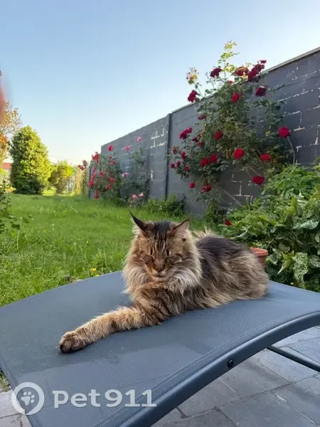 Chat perdu mâle, Rue au Vent, Frelinghien, Houplines — avec collier et sociable - photo
